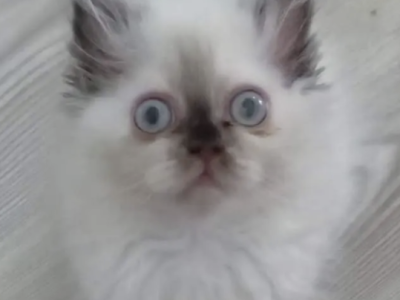 2 Month Old Persian Kittens - Persian - Gallery Photo #1