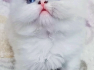Sweet Persian Kittens Looking For Families - Persian - Gallery Photo #1