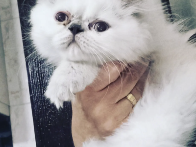 Healthy Persian Kittens Ready Now - Persian - Gallery Photo #1