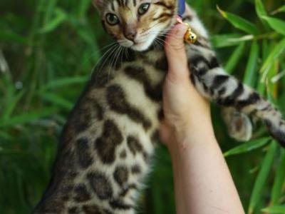 Cooper - Bengal - Gallery Photo #1