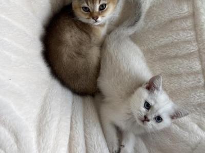 Kiwi - British Shorthair - Gallery Photo #1