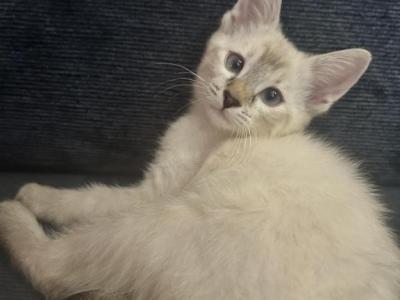 Female Lynx Point - Siamese - Gallery Photo #1