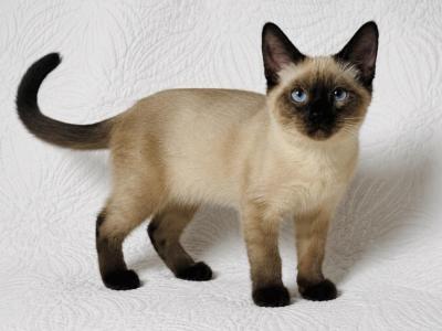 Female Siamese Kitten - Siamese - Gallery Photo #1