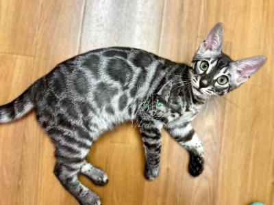 Pepper Bengal - Bengal - Gallery Photo #1