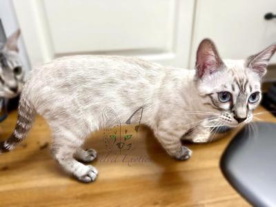 Sandwich Bengal - Bengal - Gallery Photo #1
