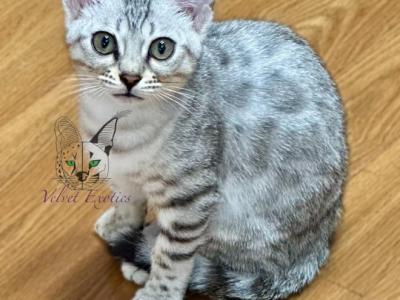 Pebbles Bengal - Bengal - Gallery Photo #1