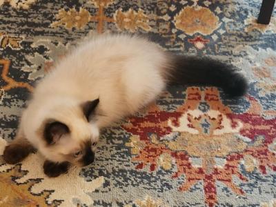 Spring Kittens - Ragdoll - Gallery Photo #1