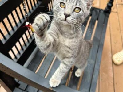 Grey Girl  American Bobtail Kitten - American Bobtail - Gallery Photo #1