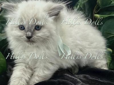 Health Tested X Passed - Ragdoll - Gallery Photo #1