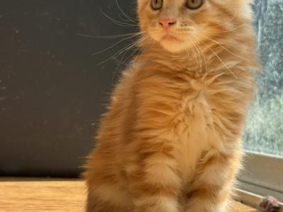 RED TABBY POLYDACTYL MAINE COON MALE KITTEN Redrum - Maine Coon - Gallery Photo #1