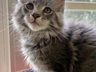BLUE TABBY MALE MAINE COON KITTEN - Maine Coon - Gallery Photo #1