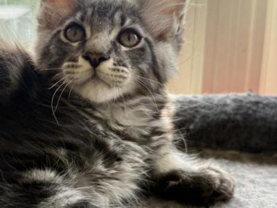 SILVER TABBY MALE MAINE COON KITTEN - Maine Coon - Gallery Photo #1