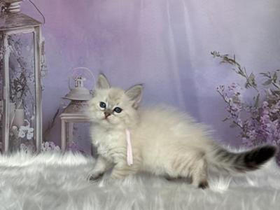 June - Siberian - Gallery Photo #1
