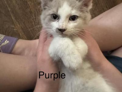 Purple - Siamese - Gallery Photo #1