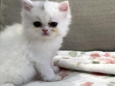 Iggy Is Super Sweet - Persian - Gallery Photo #1