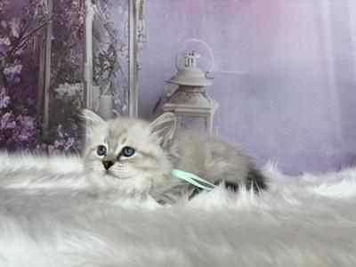 Jasmine - Siberian - Gallery Photo #1
