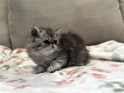 Candi A Beautiful Silver Tabby Girl - Persian - Gallery Photo #1