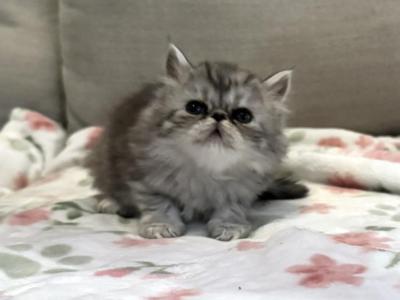 Candi A Beautiful Silver Tabby Girl - Persian - Gallery Photo #1