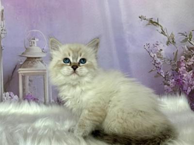 Joy - Siberian - Gallery Photo #1