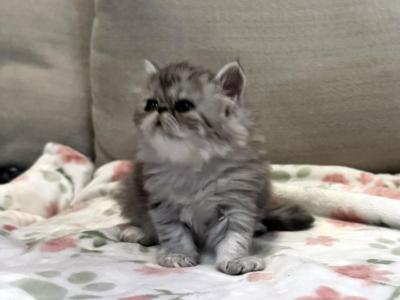 Mandi A Beautiful And Loving Silver Tabby Girl - Persian - Gallery Photo #1