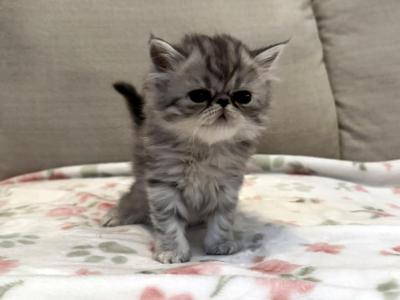 Mandi A Beautiful And Loving Silver Tabby Girl - Persian - Gallery Photo #1