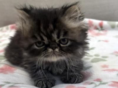 Panda Is A Beautiful Chocolate Tabby Boy - Persian - Gallery Photo #1