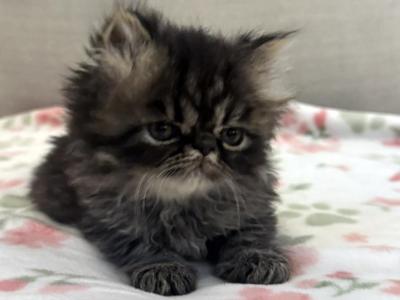 Panda Is A Beautiful Chocolate Tabby Boy - Persian - Gallery Photo #1