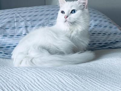 Princess - Ragdoll - Gallery Photo #1