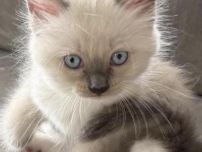 Gorgeous Loving Ragdoll Blue Point Male Mitted - Ragdoll - Gallery Photo #1