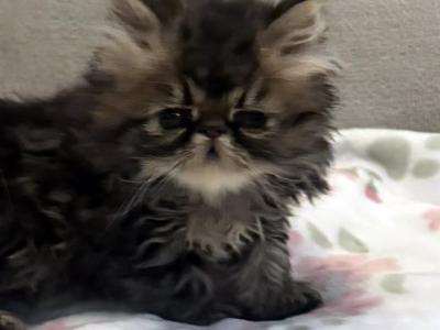 Rolo Is A Sweet Chocolate Tabby Boy - Persian - Gallery Photo #1