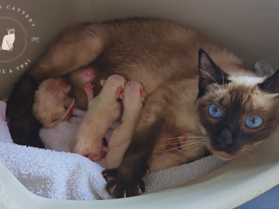 Siamese Kittens Ready Sept 16th - Siamese - Gallery Photo #1