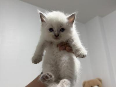 Brooklyn Himalayan Cats - Himalayan - Gallery Photo #1