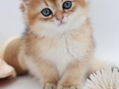 Tony - British Shorthair - Gallery Photo #1