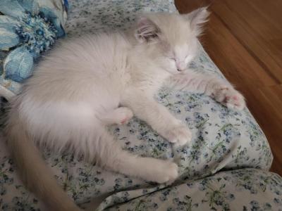 Jimmie - Ragdoll - Gallery Photo #1