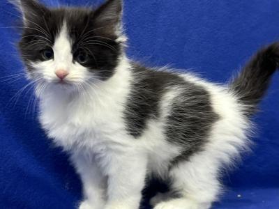 Mix Ragdoll & Turkish Van - Ragdoll - Gallery Photo #1