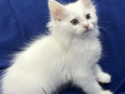 Mix Turkish Van & Ragdoll - Turkish Van - Gallery Photo #1