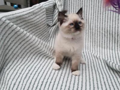 Zinnia - Ragdoll - Gallery Photo #1