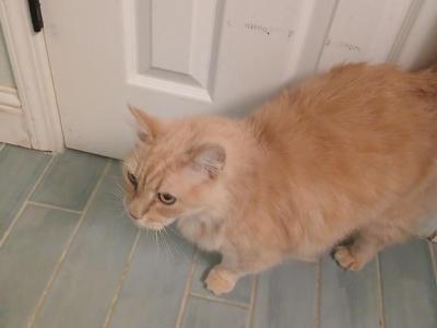 Marco - Domestic - Gallery Photo #1