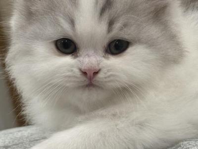 Leo - Persian - Gallery Photo #1