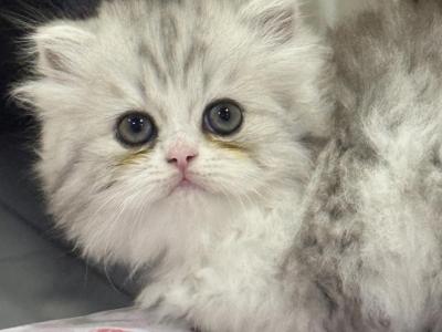 Zee - Persian - Gallery Photo #1