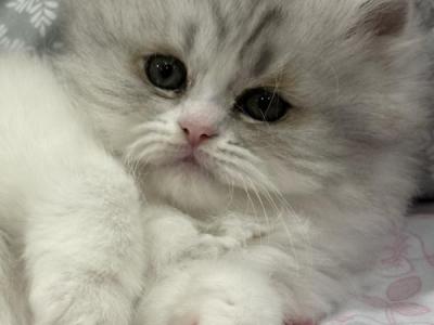 Kiki - Persian - Gallery Photo #1