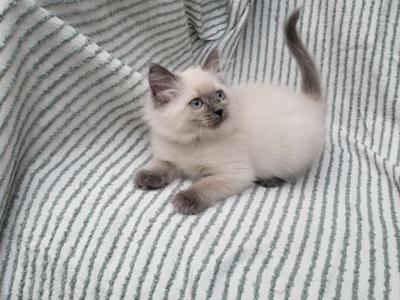 Lavender - Ragdoll - Gallery Photo #1