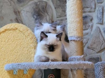 Marigold - Ragdoll - Gallery Photo #1