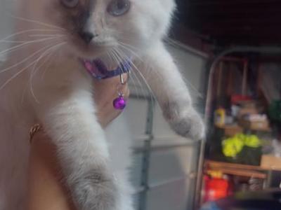 Beautiful Ragdoll Kittens - Ragdoll - Gallery Photo #1