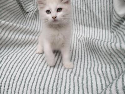 Jimmie - Ragdoll - Gallery Photo #1