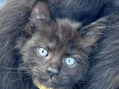 Mainecoon X Ragdoll Purrfection - Maine Coon - Gallery Photo #1