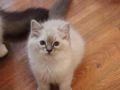 Blue Lynx Mitted - Ragdoll - Gallery Photo #1