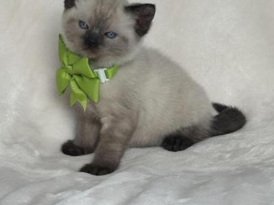 Luna - Siamese - Gallery Photo #1