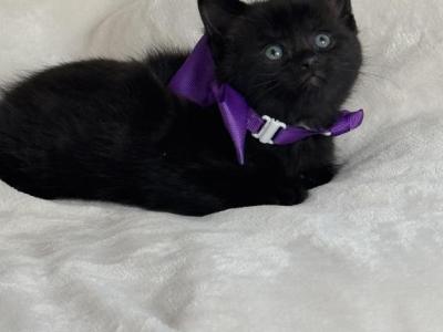 Bella - Manx - Gallery Photo #1
