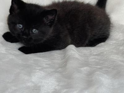 Lucy - Domestic - Gallery Photo #1